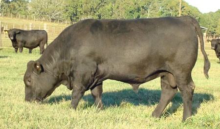 Livestock grazing