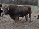 Bull