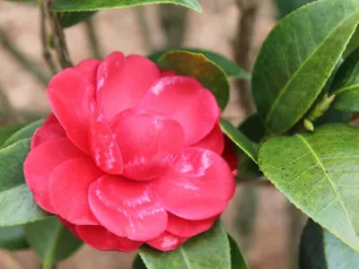 Red Camellia