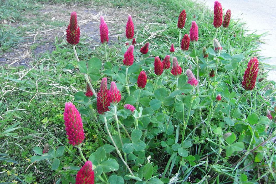 Crimson clover