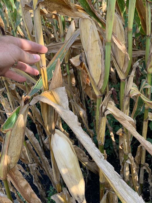 Early senescencing plant (touched by my hand).