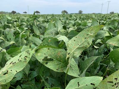 Soybean leaves with insect-chewing holes and small brown lesions in a field