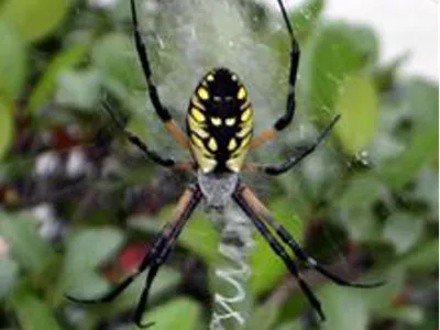 Household Spiders