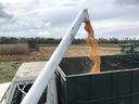 corn variety trial
