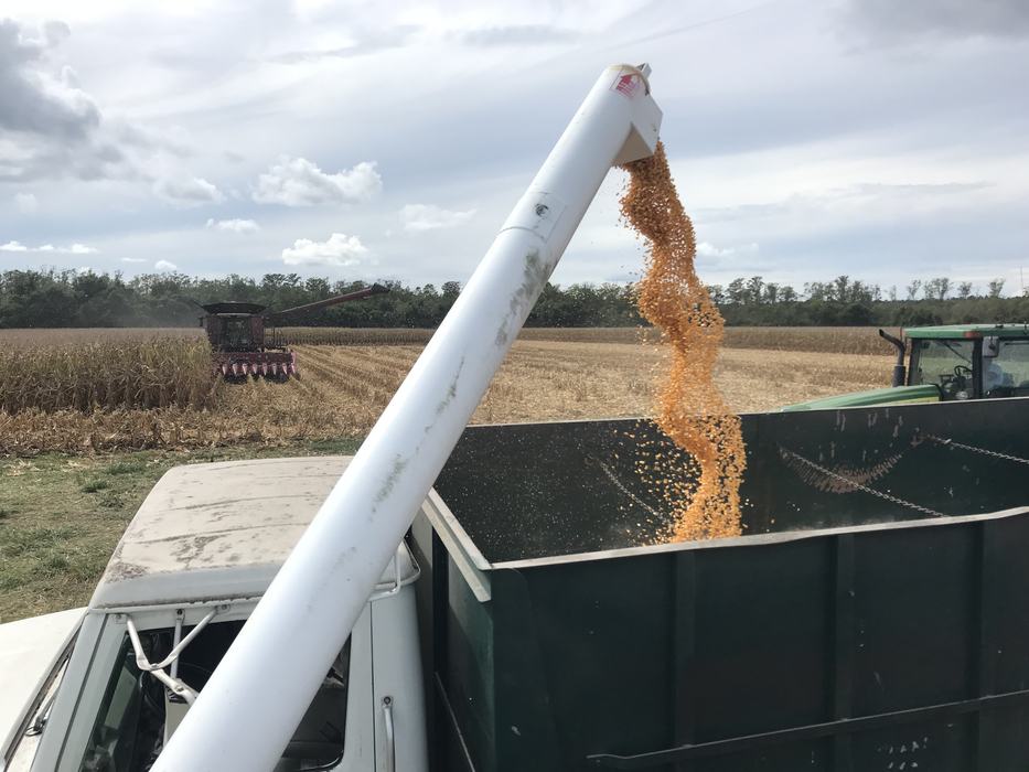 corn variety trial