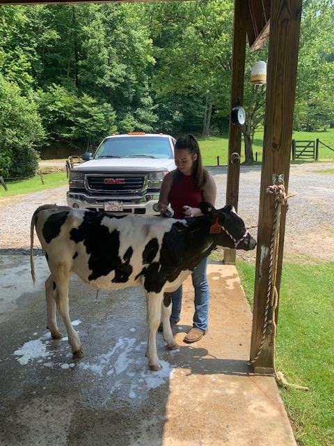 Girl caring for dairy steer 