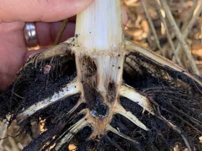 Hand holding a plant stem showing exposed root crown and soil-covered roots