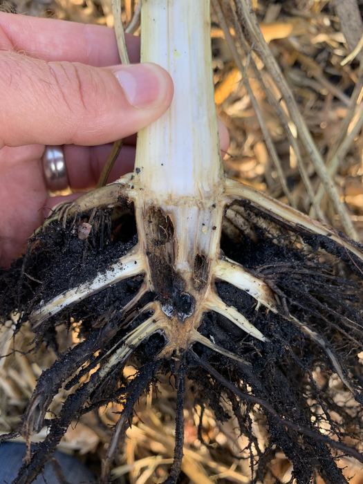 Hand holding a plant stem showing exposed root crown and soil-covered roots