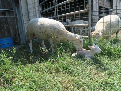 Lambs in pen