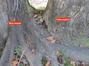 Two trees