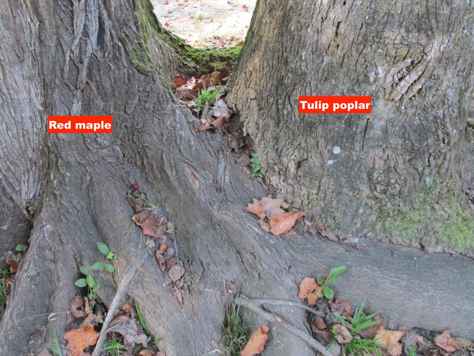 Two trees