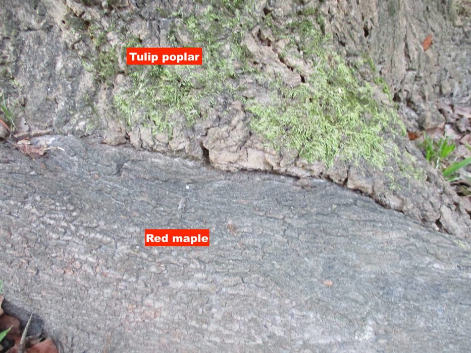 Two trees touching at base