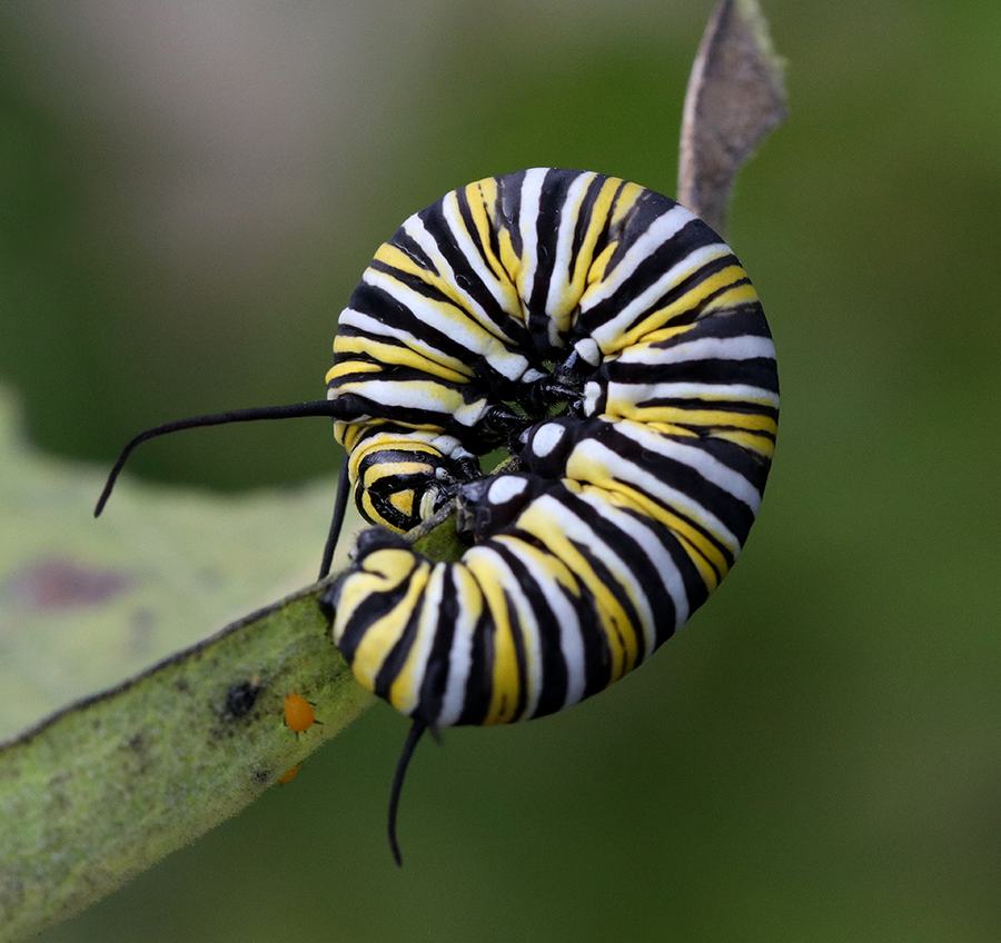 Monarch caterpillar
