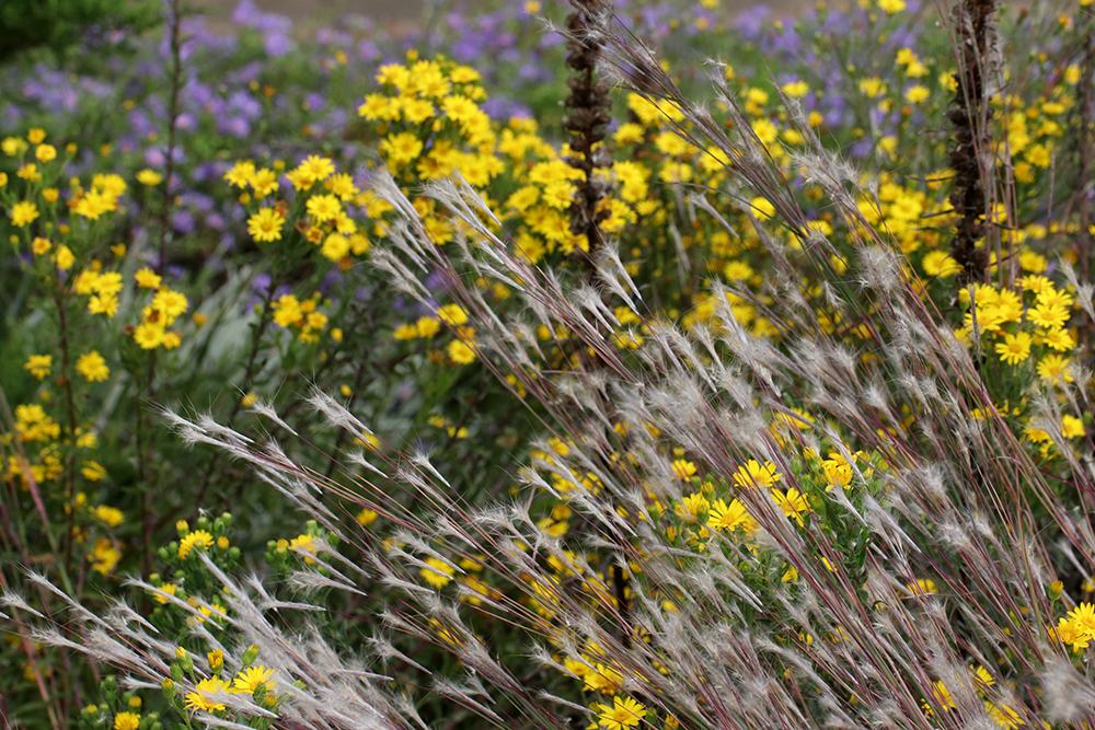Yellow wildflowers interspersed with wispy seedhead grasses in a meadow