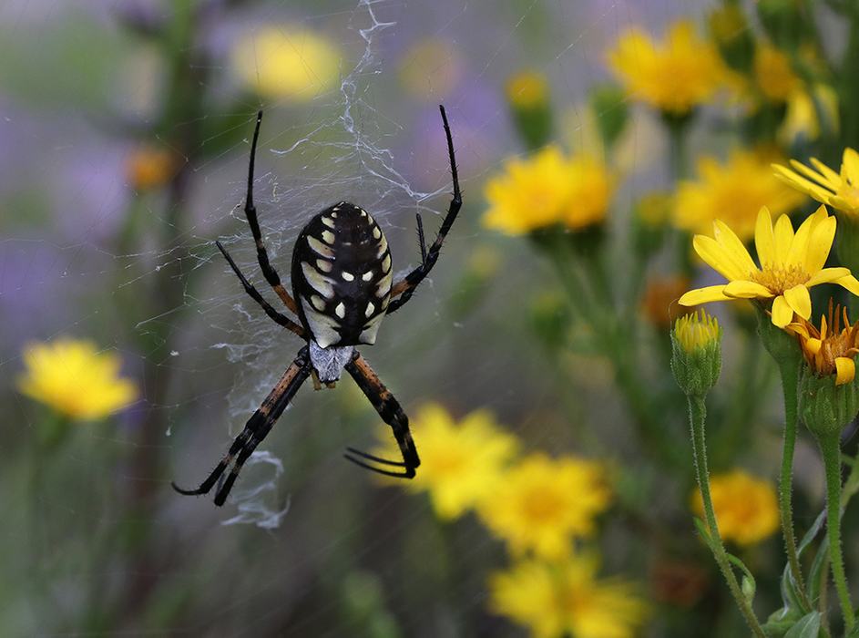 Argiope spider