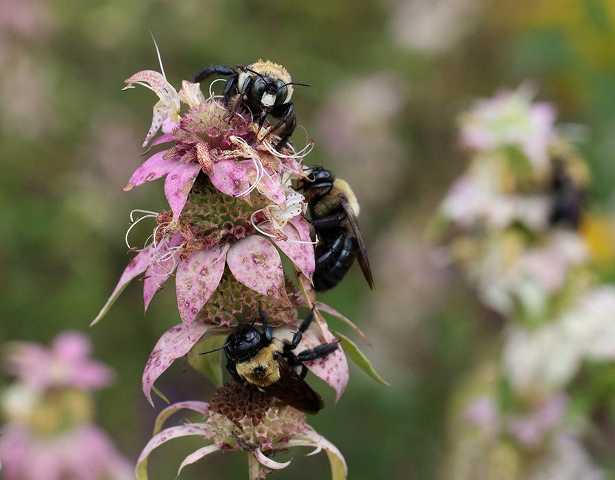Carpenter bees