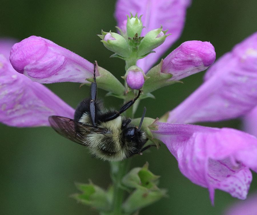 Bumblebee clinging to pink tubular flowers with head inside a blossom