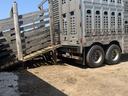 Livestock trailer backed to a wooden loading chute on a dirt lot