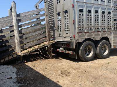 Livestock trailer backed to a wooden loading chute on a dirt lot