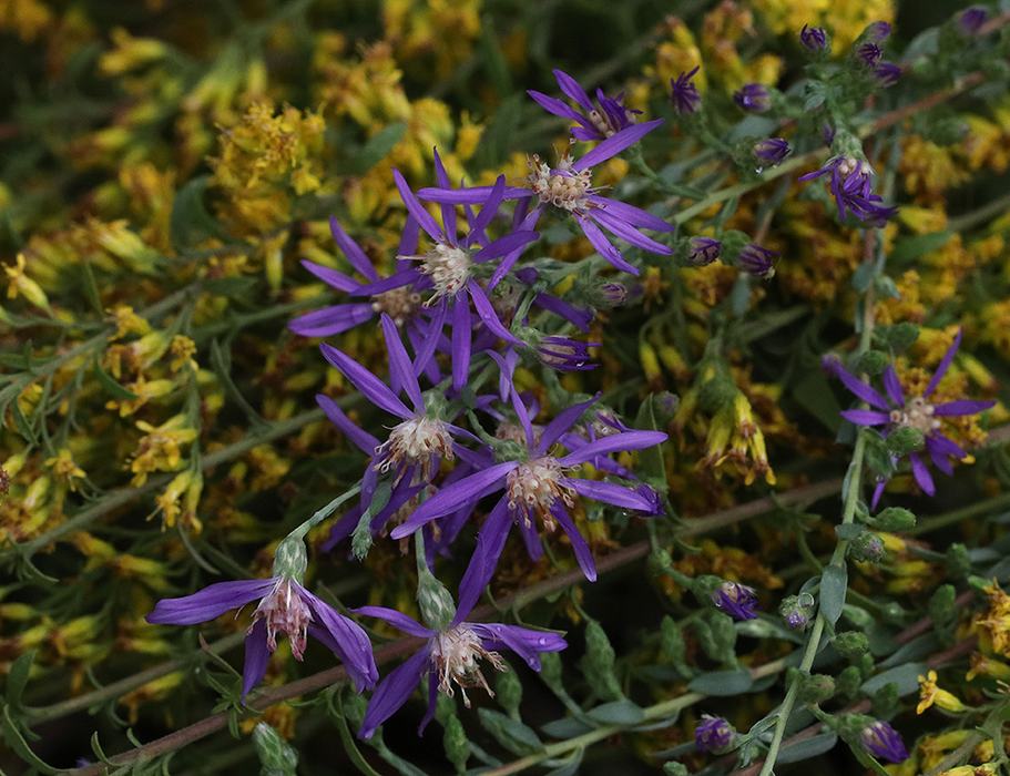 Purple daisy-like wildflowers clustered over a background of yellow dried flowers