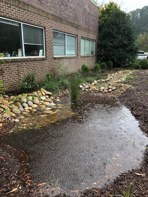 Rain garden