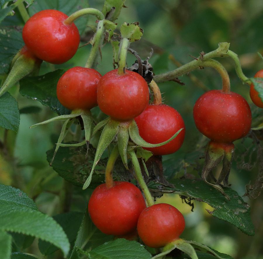 Cluster of red rose hips on stems with green leaves