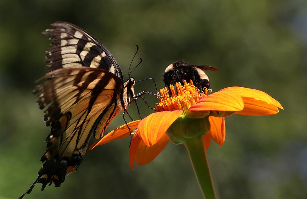 Tiger swallowtail butterfly and bumblebee feeding on orange flower