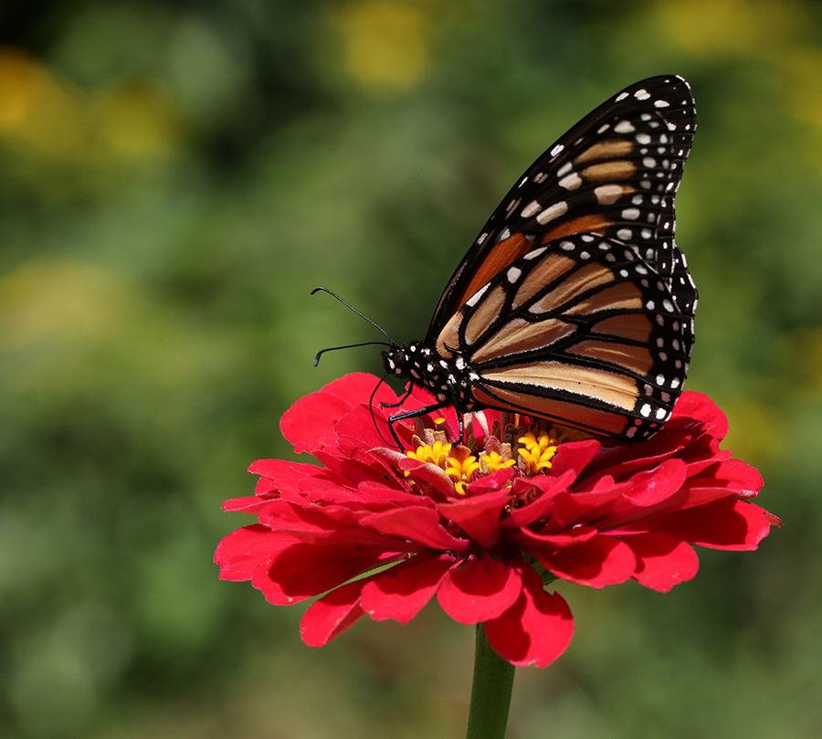 Monarch butterfly perched on a red zinnia flower, proboscis at the flower center
