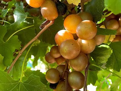 Cluster of golden-green grapes hanging on a vine among green leaves