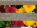 Chrysanthemums with banner "Caring for Chrysanthemums"; tips: repot, sun, water, deadhead; NC Ext