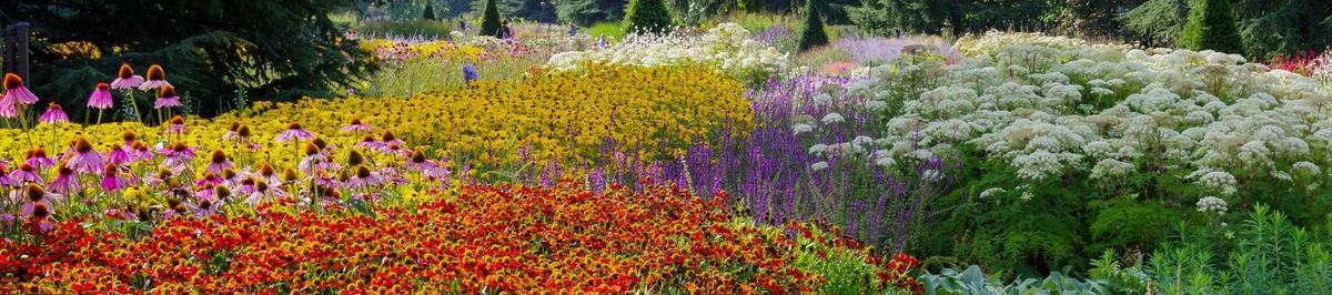 flower meadow