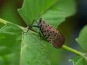 Adult Spotted Lanternfly insect
