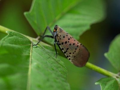 Adult Spotted Lanternfly insect