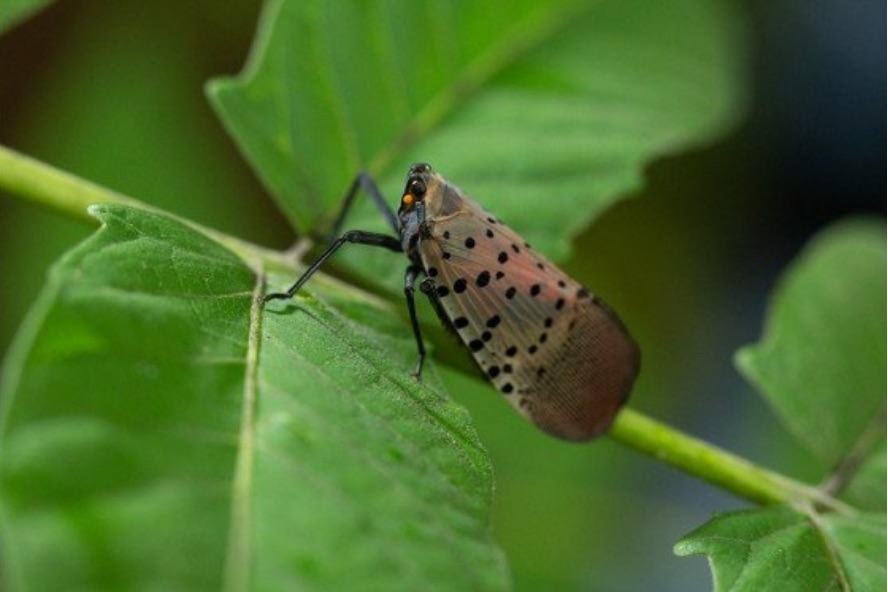Adult Spotted Lanternfly insect