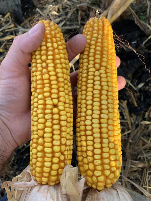 Hand holding two yellow corn cobs with partial husks, soil and straw background
