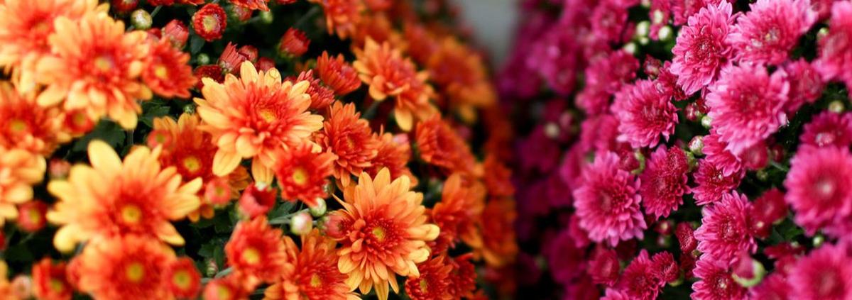 Chrysanthemums