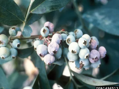 Mummy Berries