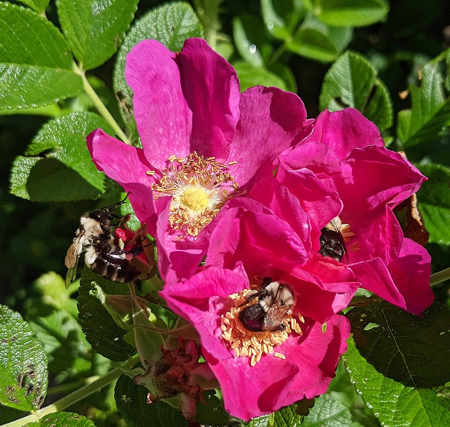 Bumblebees feeding on bright pink wild rose blossoms