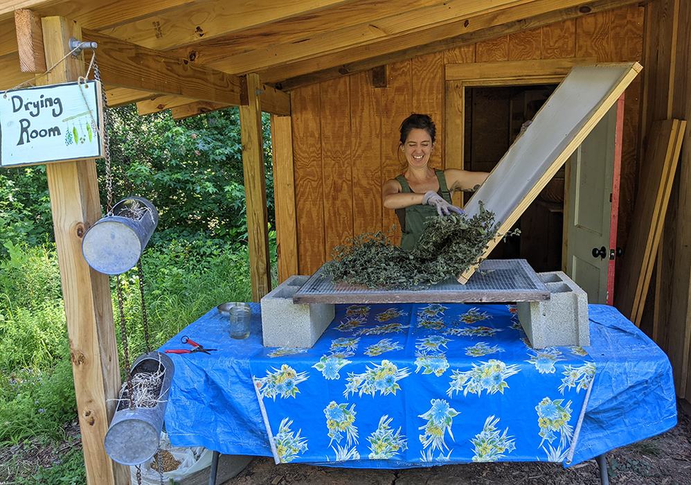 Woman emptying herbs onto drying screen under shed roof; sign reads "Drying Room"