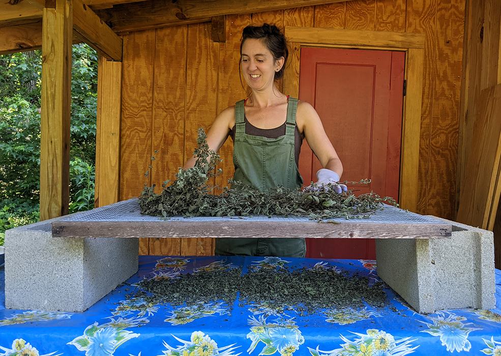 Person arranging harvested herbs on a raised drying screen over a table