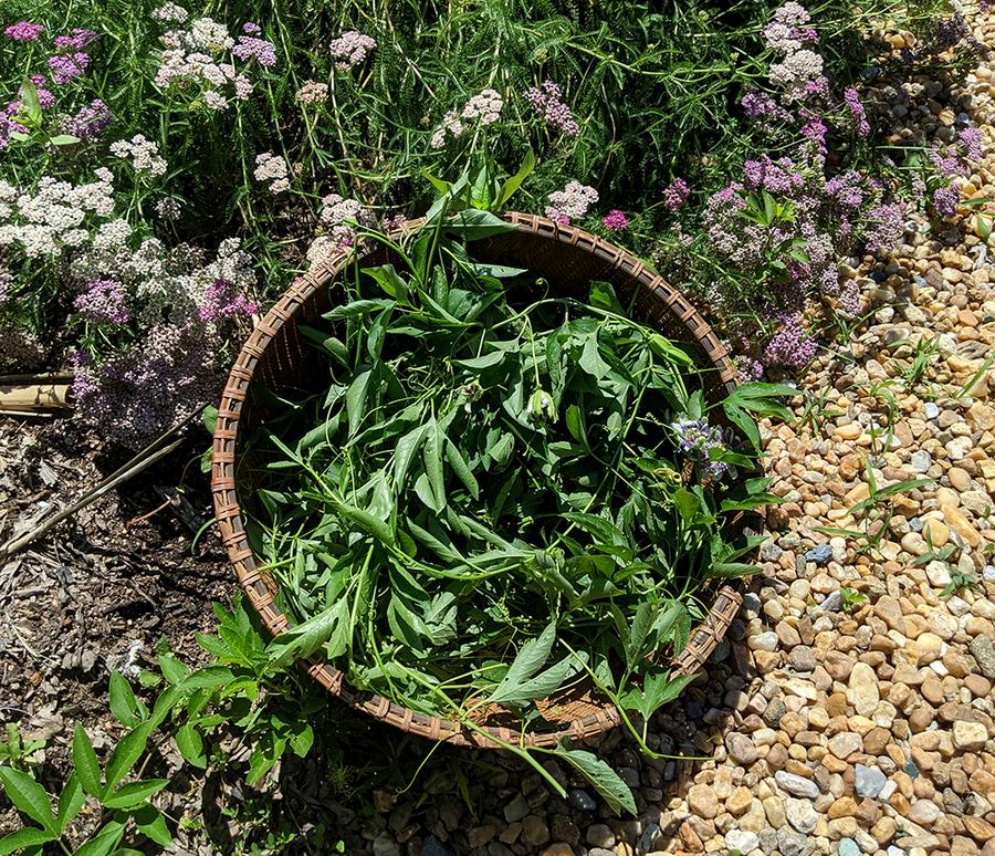 Woven basket filled with green cut vines beside pink-and-white flowers on gravel