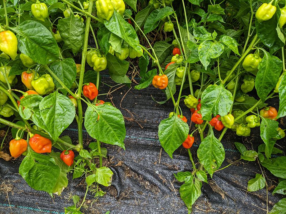 Hanging habanero peppers ripening on leafy plants, green and orange-red fruit