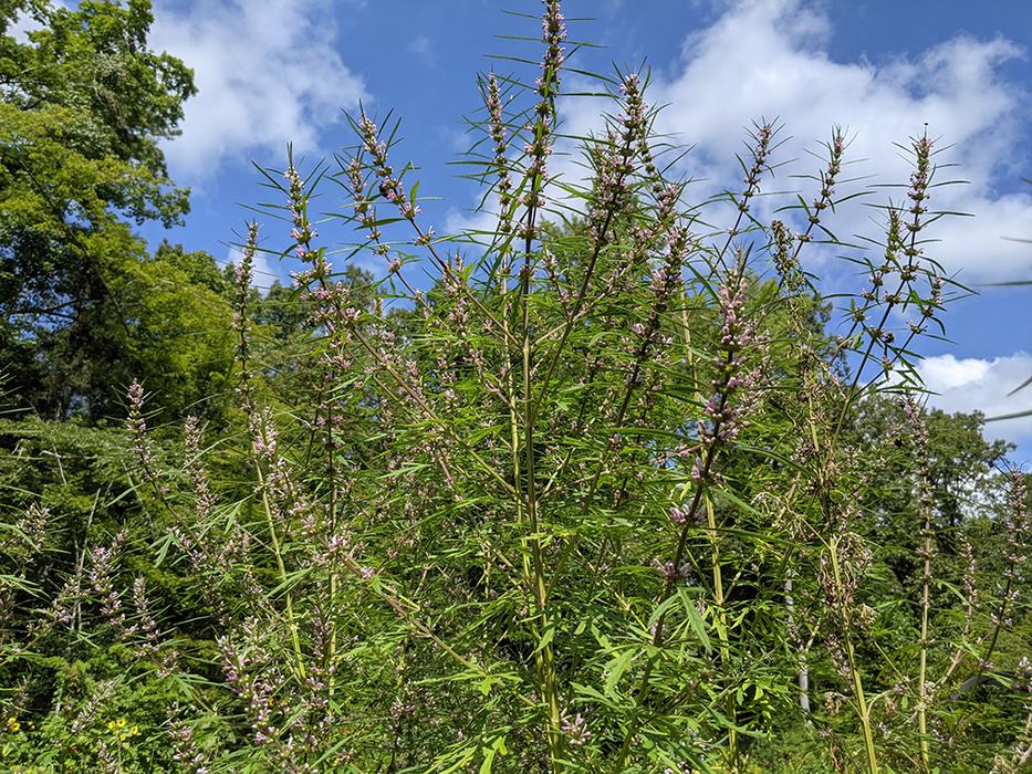 Tall slender stems with narrow leaves and small pink flowers against a blue sky