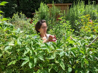 Woman with glasses cutting plants with red pruners in a dense garden