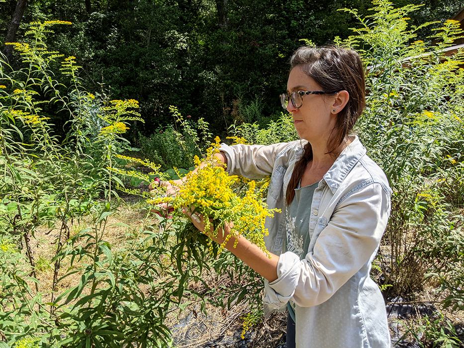Person harvesting a cluster of yellow wildflowers among tall green plants