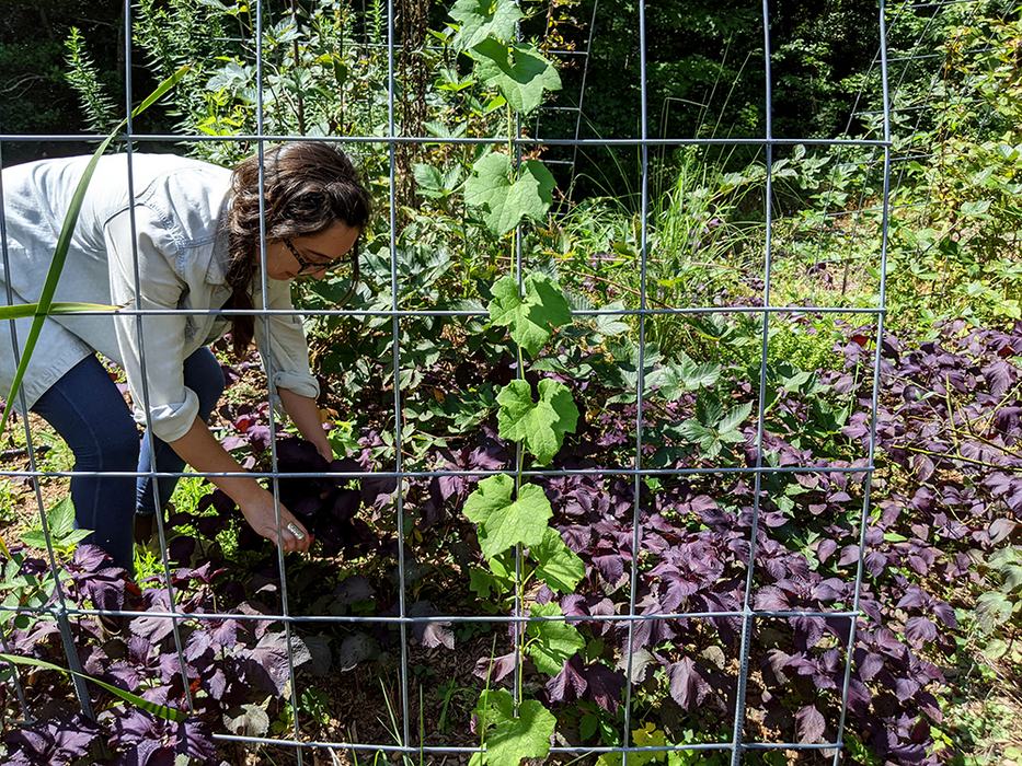 Person bending behind metal trellis tending purple-leaf plants in a garden