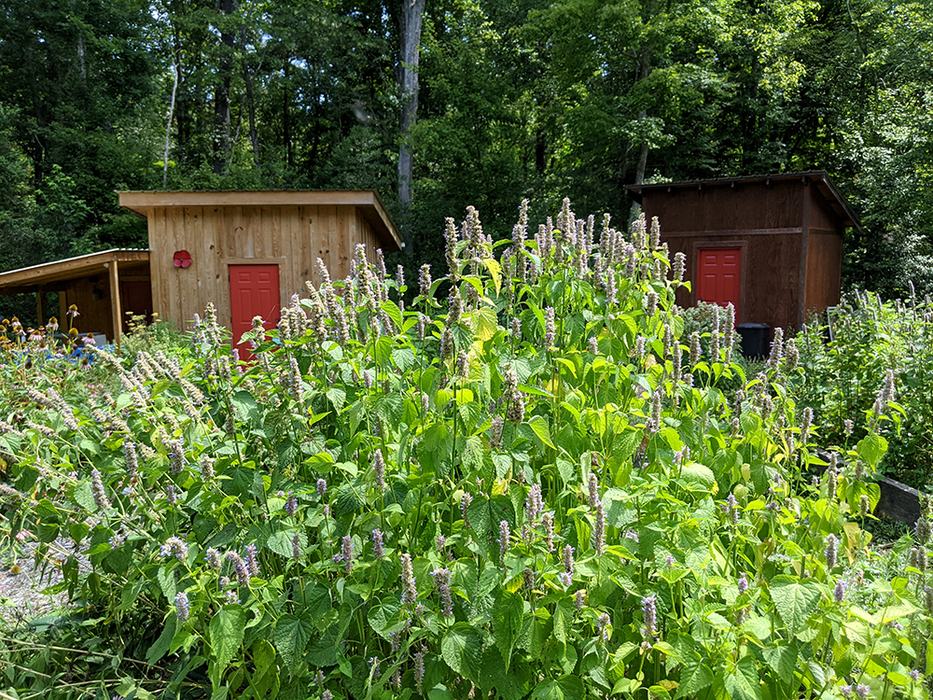Tall flowering mint plants before two wooden sheds with red doors