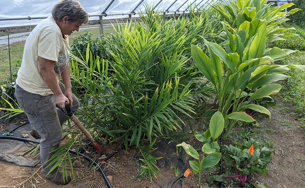 Person using a shovel to dig soil beside dense green plants in a garden bed