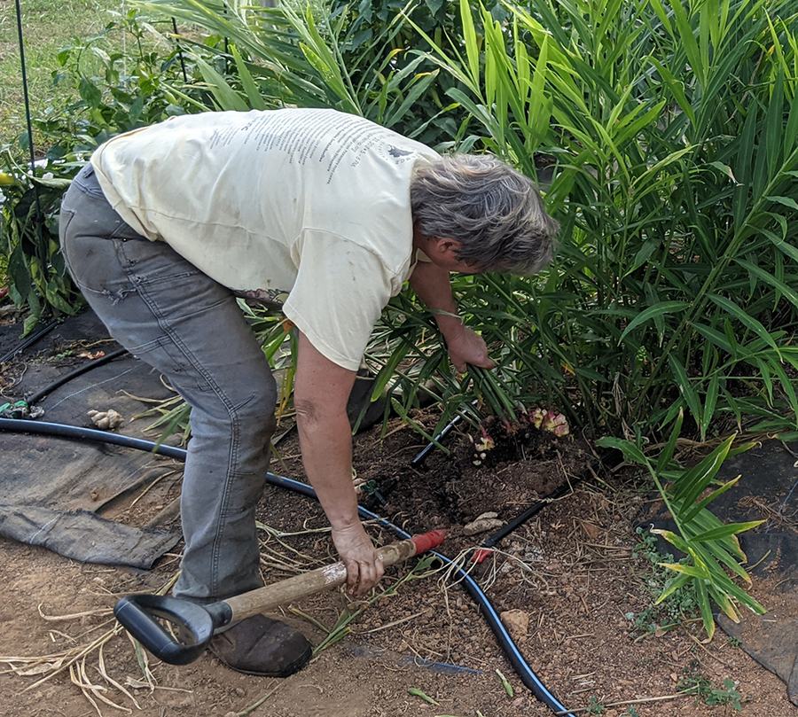 Adult bending to dig up a plant with a shovel beside garden irrigation tubing