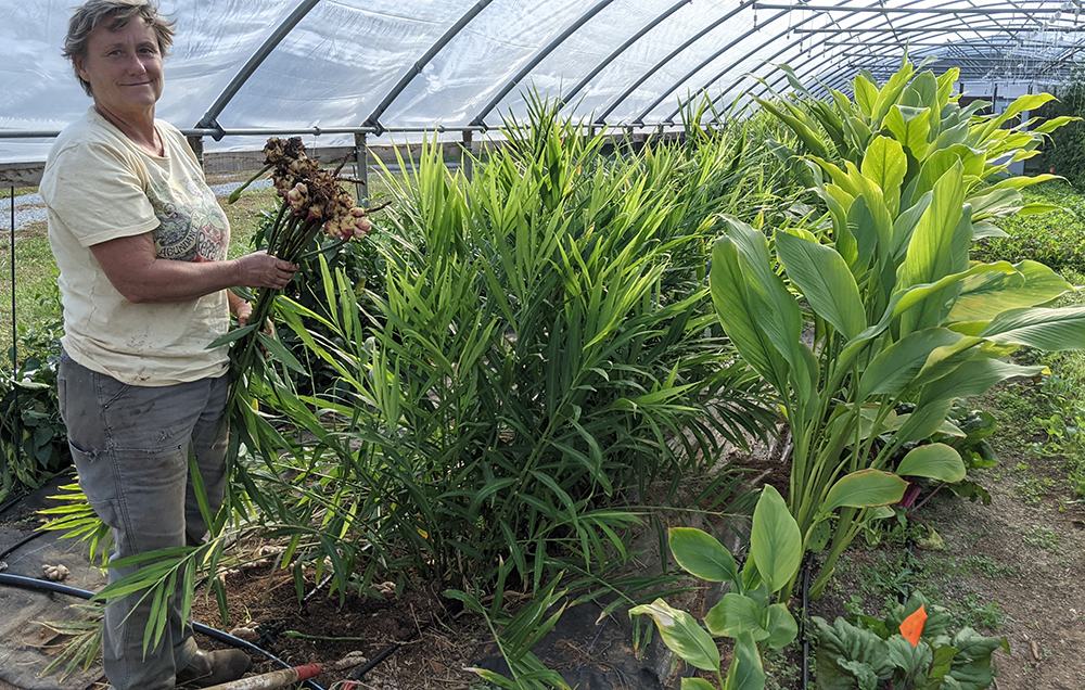 Person in greenhouse holding a bundle of harvested ginger rhizomes beside rows of plants